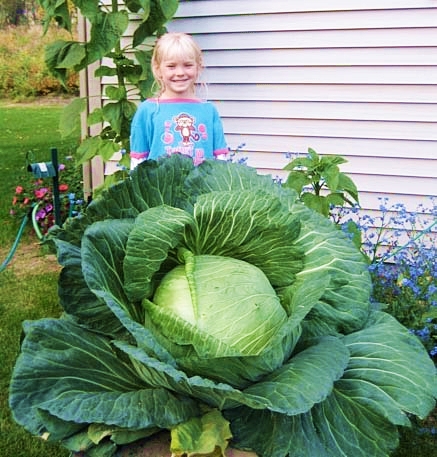 กะหล่ำปลียักษ์ - Giant Russian Cabbage