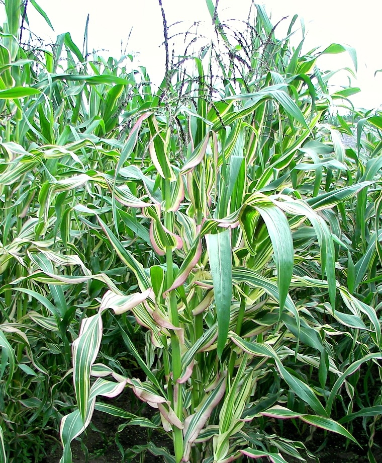 ข้าวโพดด่าง จาโปนิก้า - Japonica Striped Ornamental Corn