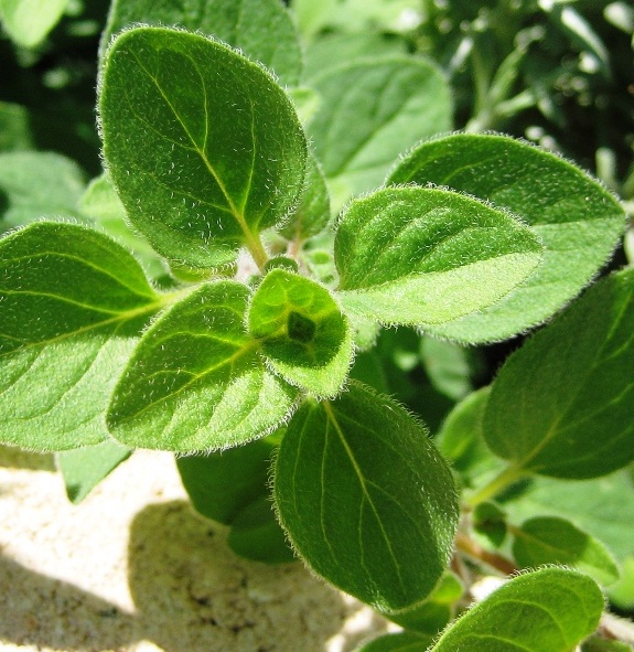 (Whole 1 Oz.) ออริกาโน่ - Oregano Seed
