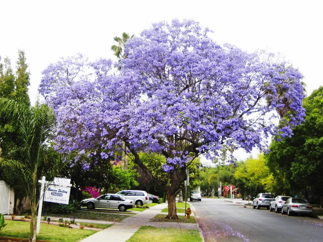 ศรีตรัง - Jacaranda mimosifolia