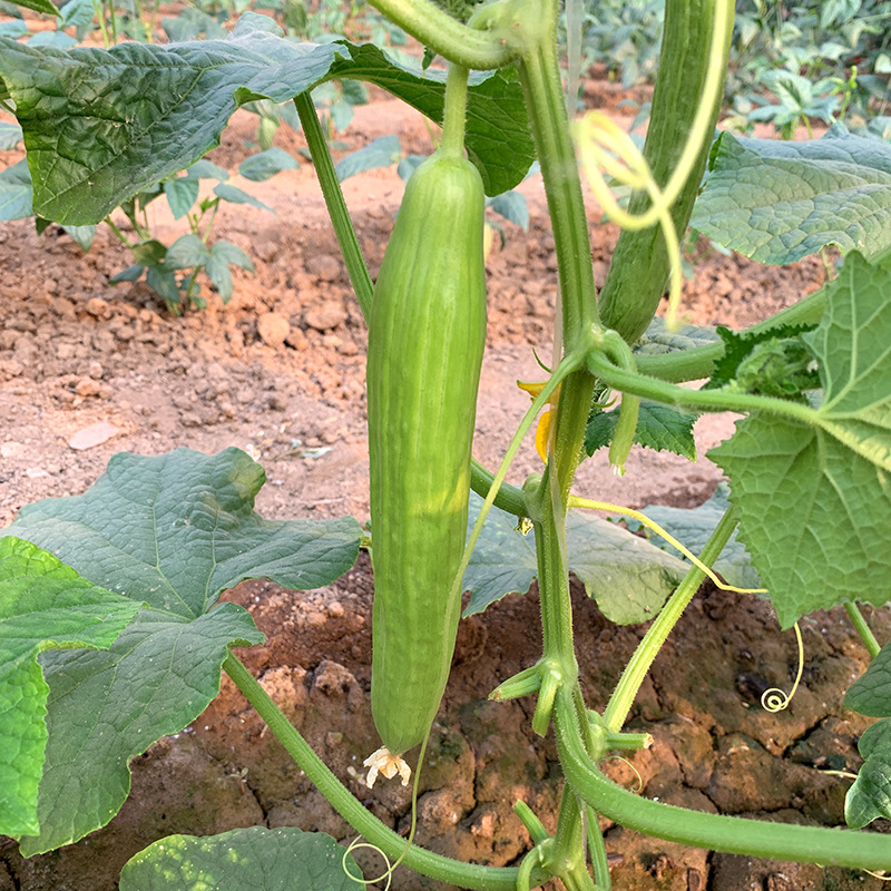 เมล็ดพันธุ์ แตงกวา ดัชเชสครีม Duchess Cream Cucumber F1 Seed