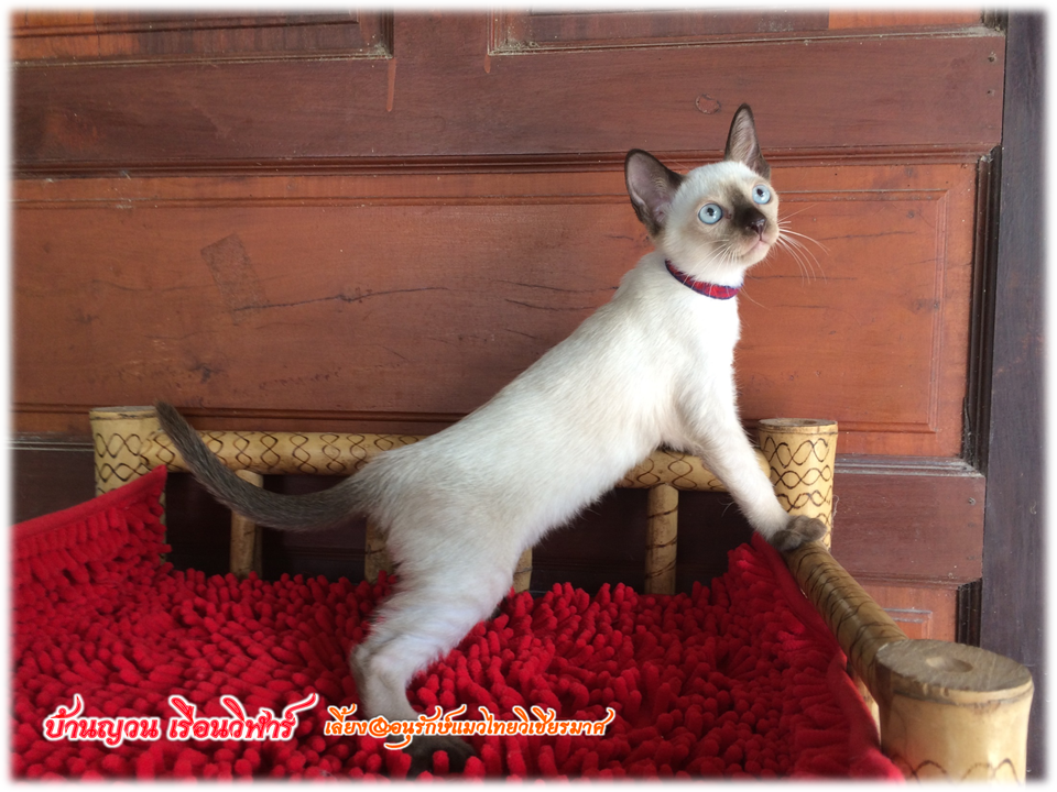 น้องแมวมาใหม่ วันที่ 28/4/2560