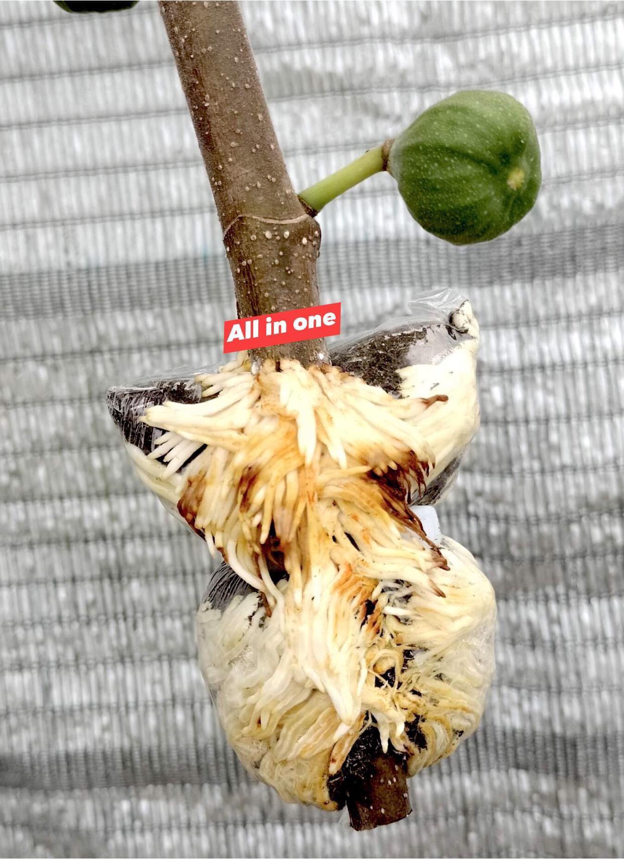 ฮอร์โมน เร่งราก All In One 120 ml. ช่วยกระตุ้นการงอกเมล็ด