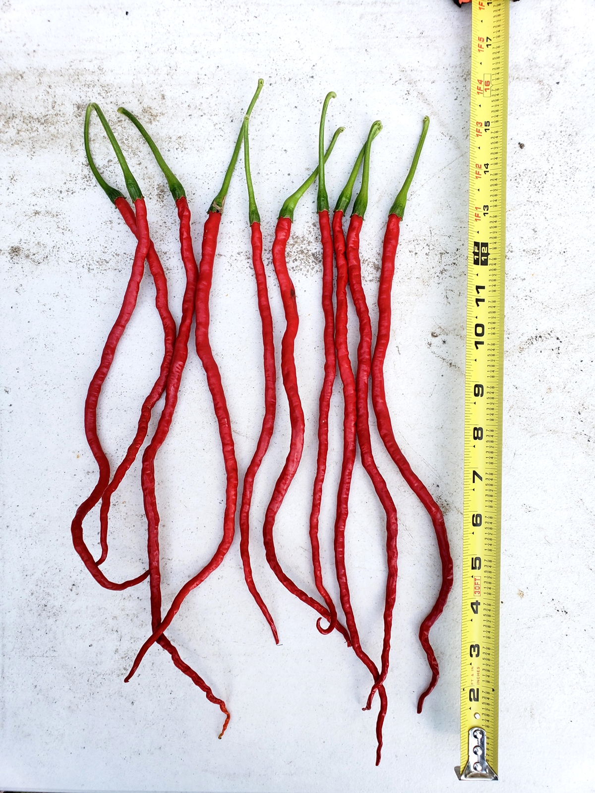 เมล็ดพันธุ์ พริกยาว ธันเดอร์เมาท์เทน ลองฮอร์น -Thunder Mountain Longhorn Pepper Seed