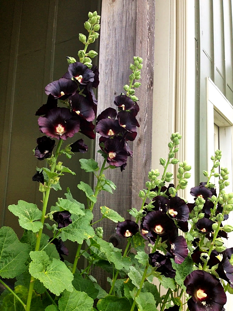 เมล็ดพันธุ์ ดอกฮอลลีฮ็อค สีดำ - Nigra Hollyhock Flower Seed