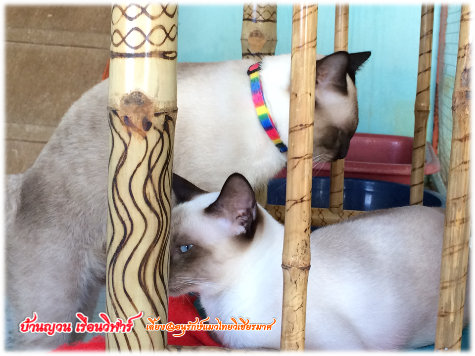 วิเชียรมาศ@บ้านยวนเรือนวิฬาร์