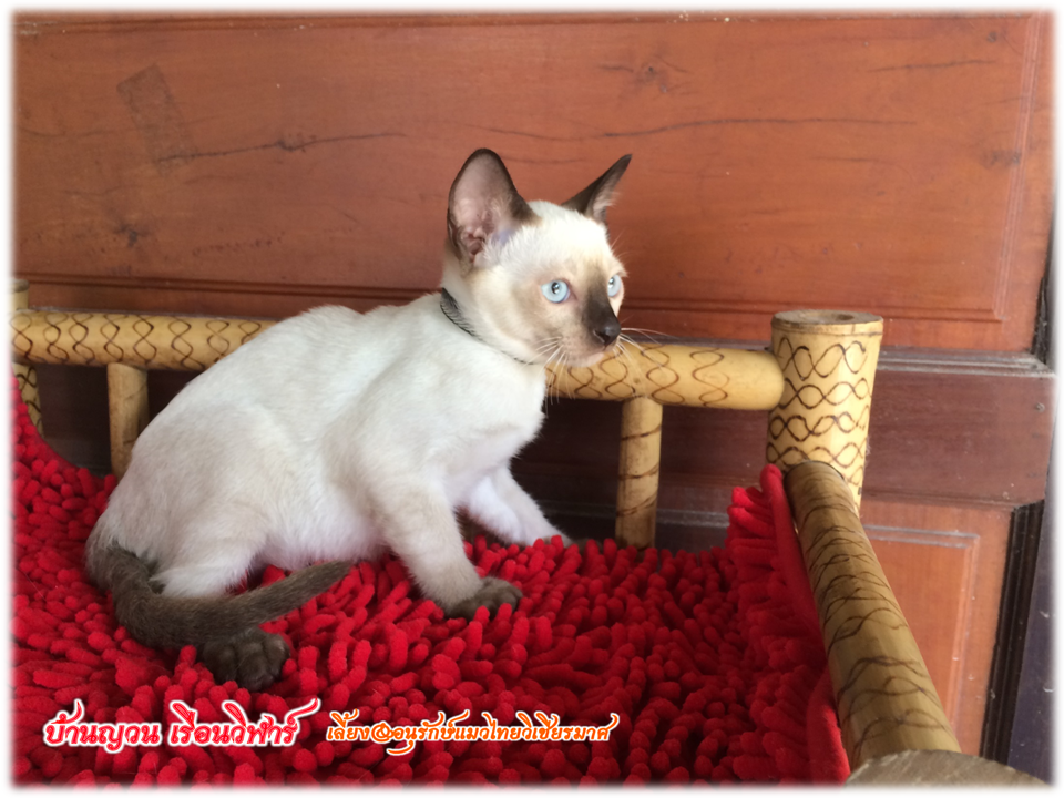 น้องแมวมาใหม่ วันที่ 28/4/2560
