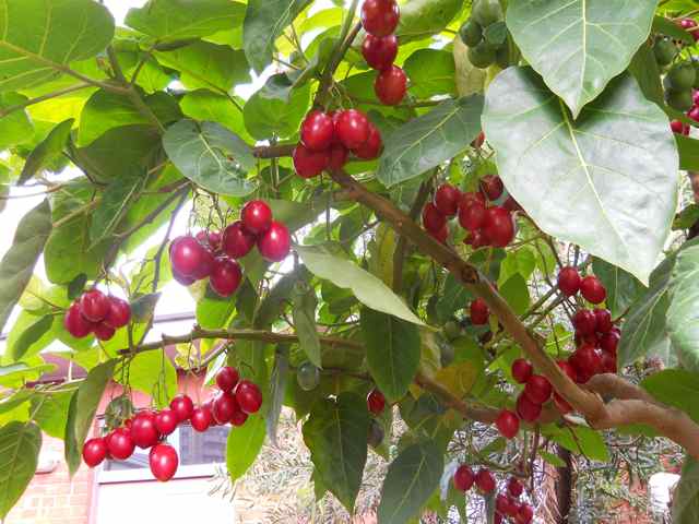 ทามาริลโล่ มะเขือเทศยืนต้น - Tamarillo Tree Tomato