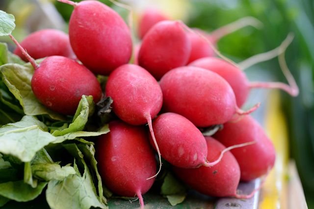 เรดิส เลดี้สลีพเปอร์ - Lady Slipper Radish