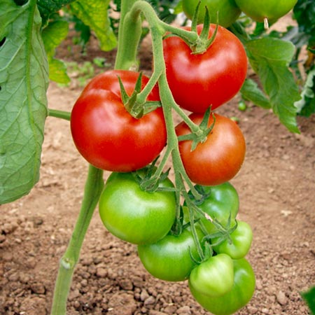 (Whole 1 Oz) มะเขือเทศเชอรี่ผลใหญ่ - Large Red Cherry Tomato