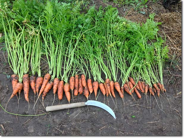 (Whole 1 Oz) แครอทจิ๋ว - Little Fingers Carrot