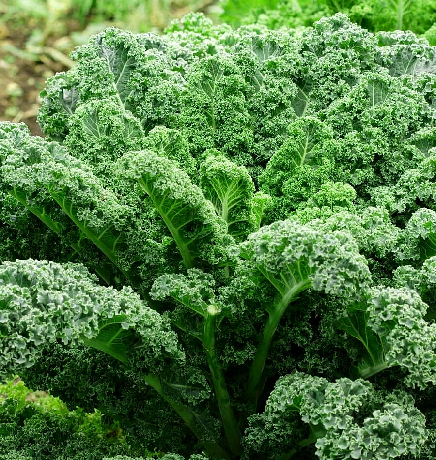 เมล็ดพันธุ์เคล วินเทอร์บอร์ - Winterbor Kale F1 Seed