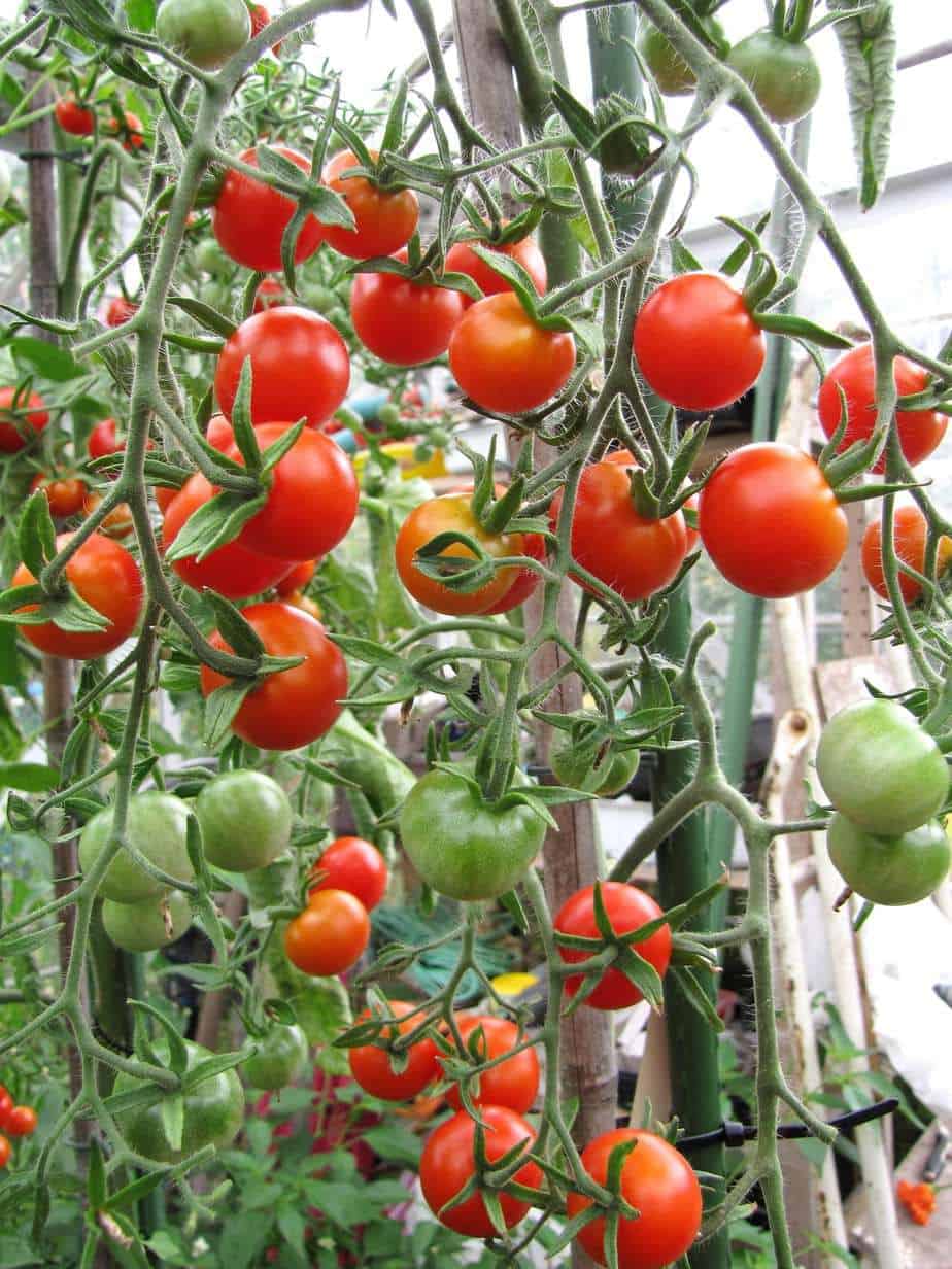 เมล็ดพันธุ์ มะเขือเทศ การ์เดนเนอร์ดีไลท์ - Gardener's Delight Tomato Seed