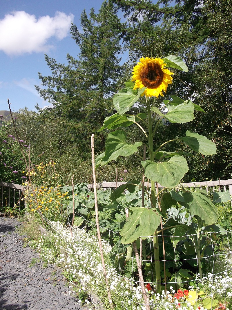 (Whole 1 Oz) ทานตะวันแมมมอธ - Mammoth Grey Stripe Sunflower