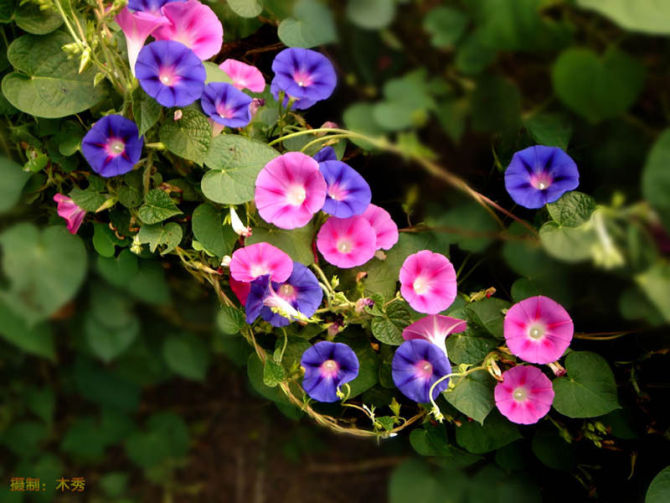 ดอกมอร์นิงกลอรี คละสี - Mixed Morning Glory Flower