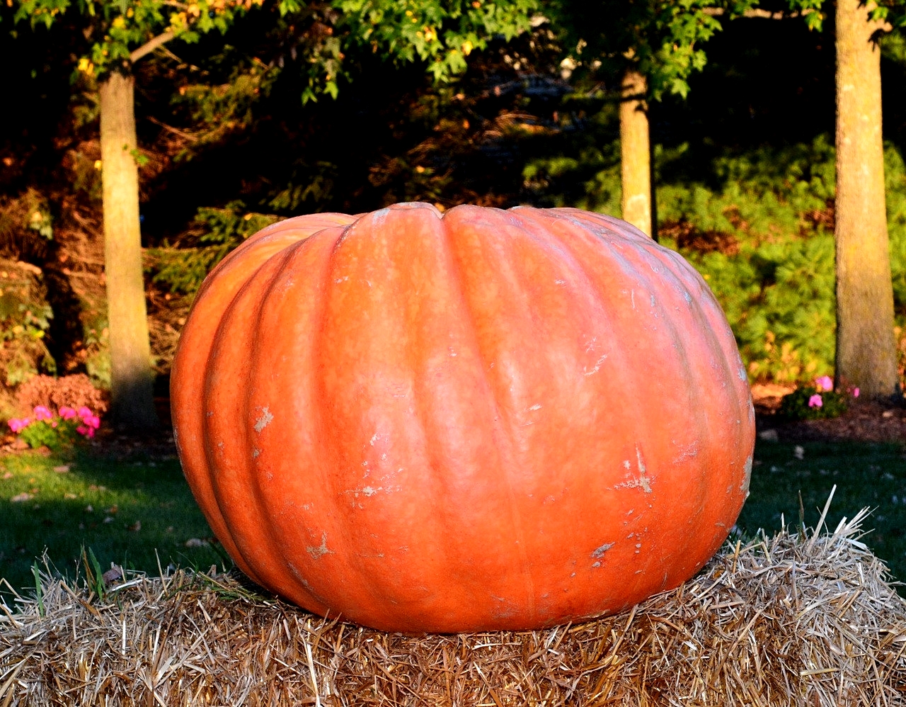 เมล็ดพันธุ์ ฟักทองยักษ์ โกลเวอร์ ใจแอนท์ Grower's Giant F1 Pumpkin