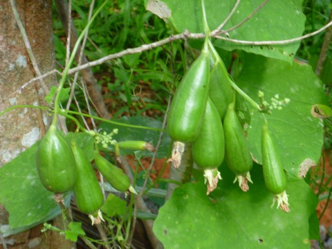 บวบหอมพวง - Bunch Sponge Gourd