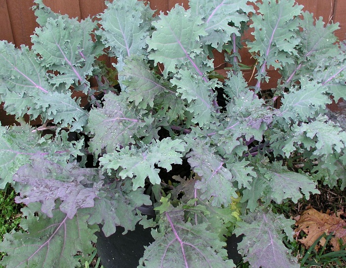 เคลแดงรัสเซีย - Red Russian Kale