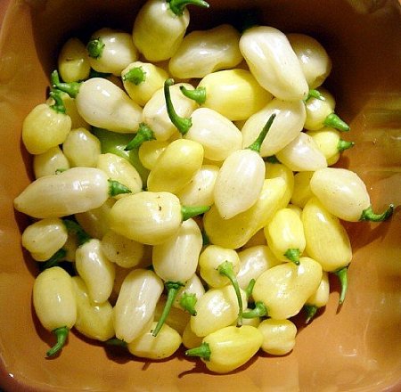 พริกฮาบาเนโร่สีขาว - White Habanero Pepper