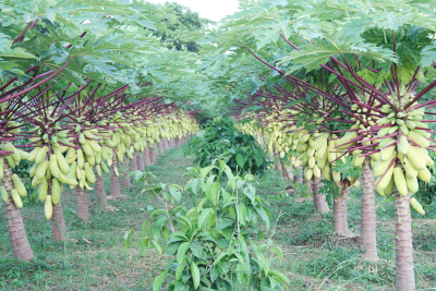 มะละกอเหลืองกระบี่ - Golden Papaya