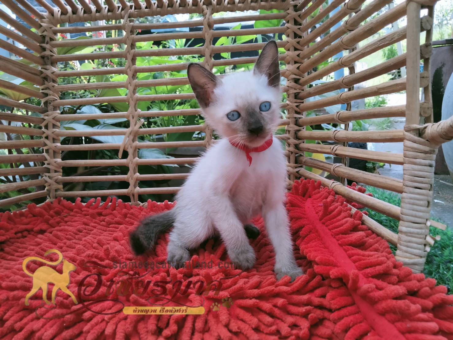 น้องแมว รุ่น 9/2565