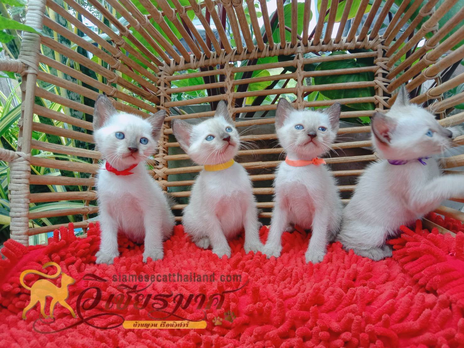 น้องเเมวรุ่น 4/2566