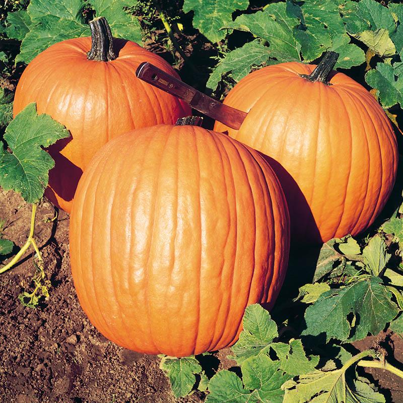 ฟักทอง ฮาวเดน ฟิวล์ - Howden's Field Pumpkin