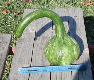 น้ำเต้าดิปเปอร์ - Dipper Gourd