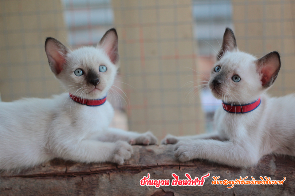 น้องแมวบ้านยวนเรือนวิฬาร์