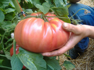 มะเขือเทศยักษ์ - Giant Belgium Tomato