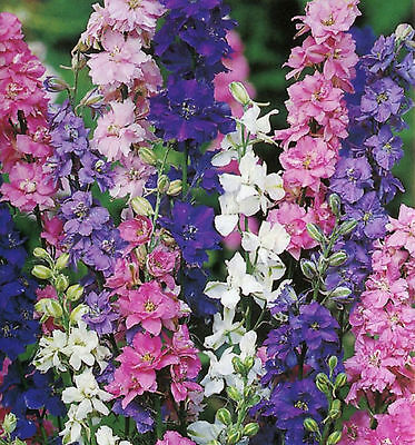 ดอกอิมพีเรียล ร็อคเก็ต ลาร์คสปอร์ คละสี - Imperial Rocket Larkspur Flower