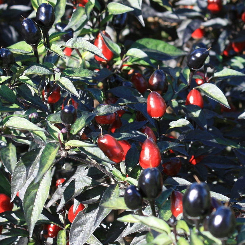 พริกประดับ แบล็คโอลีฟ - Black Olive Pepper