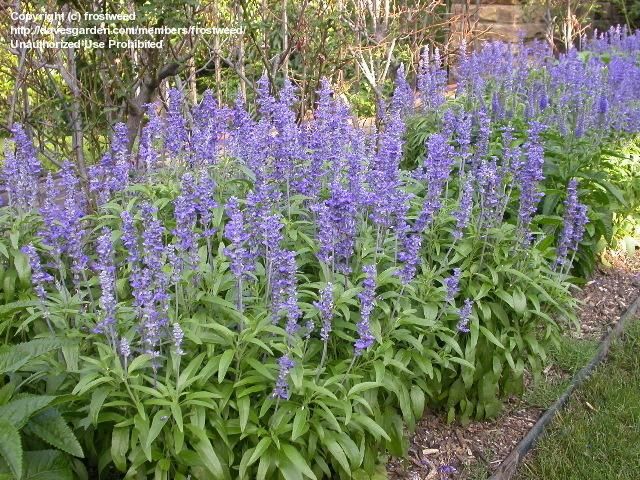 ดอก บลูเสจ - Blue Sage Flower