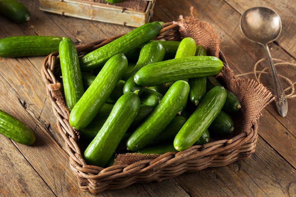 แตงกวาเทนเดอร์กรีน - Tender Green Cucumber