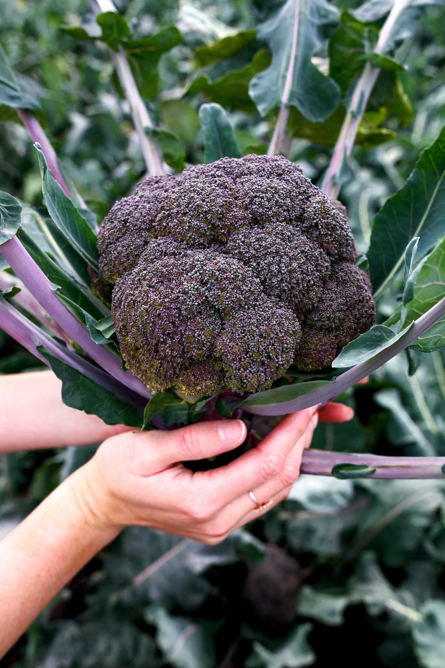 เมล็ดพันธุ์ บล็อคโคลี่สีม่วง Purple Magic Broccoli F1 Seed