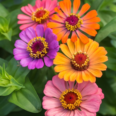ดอกบานชื่นอเมริกา คละสี - CA Zinnia Flower