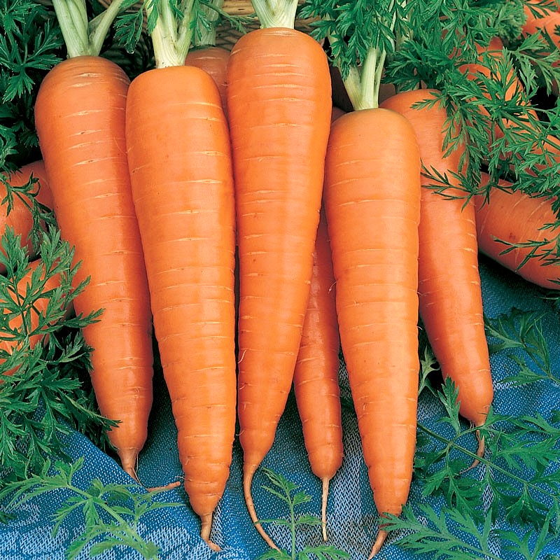 (Whole 1 Oz) แครอทสีส้ม แดนเวอร์ - Danver Carrot
