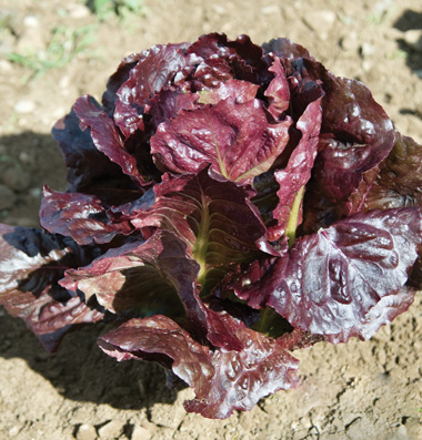 ผัดสลัดแดง เรดโรเมน - Super Red Romaine Lettuce