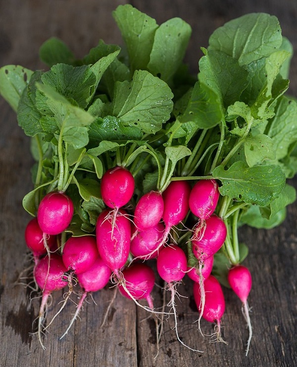 เรดิส เลดี้สลีพเปอร์ - Lady Slipper Radish