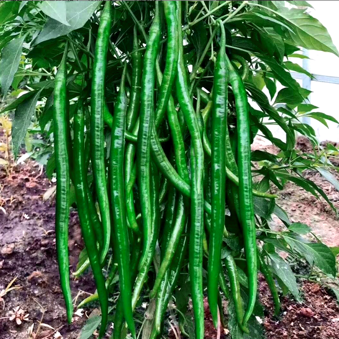 เมล็ดพันธุ์ พริกยาว เอ็กซ์ตร้าลองไลน์61 - Xtra Long Line 61 Pepper F1 Seed