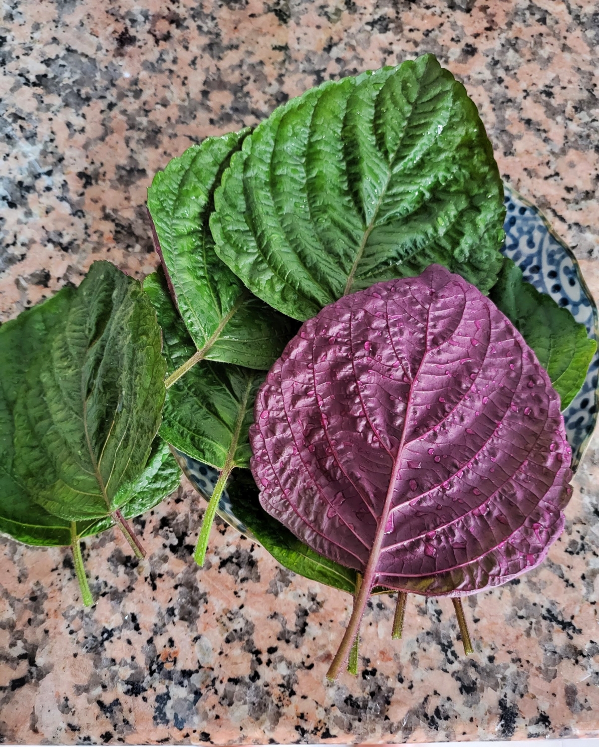 เมล็ดพันธุ์ ชิโซะเวียดนาม Jeok Ssam Ip Shiso Seed