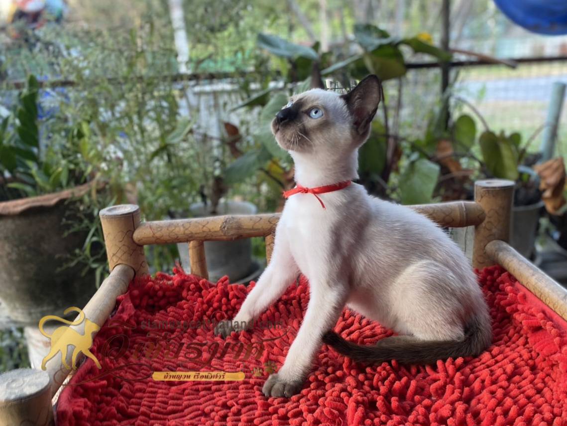 น้องเเมวรุ่น 12/2567