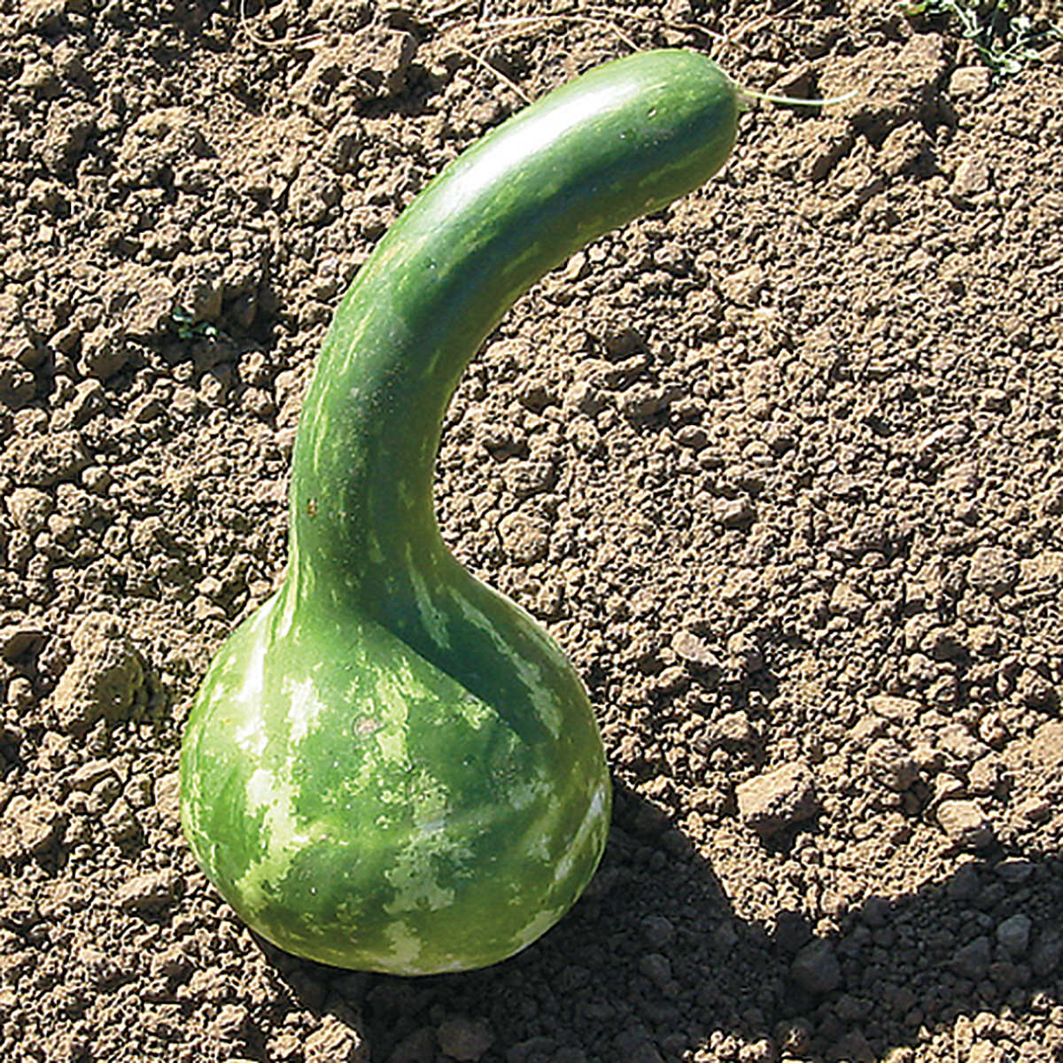 (Whole 1 Oz) น้ำเต้าดิปเปอร์ - Dipper Gourds