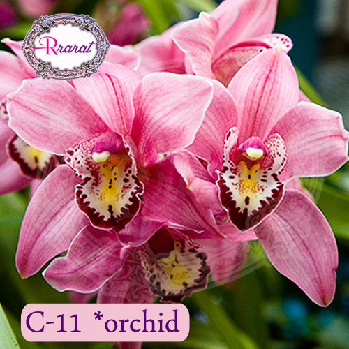 กำยานหอม กลิ่น กล้วยไม้ ( Orchid ).. 500g.