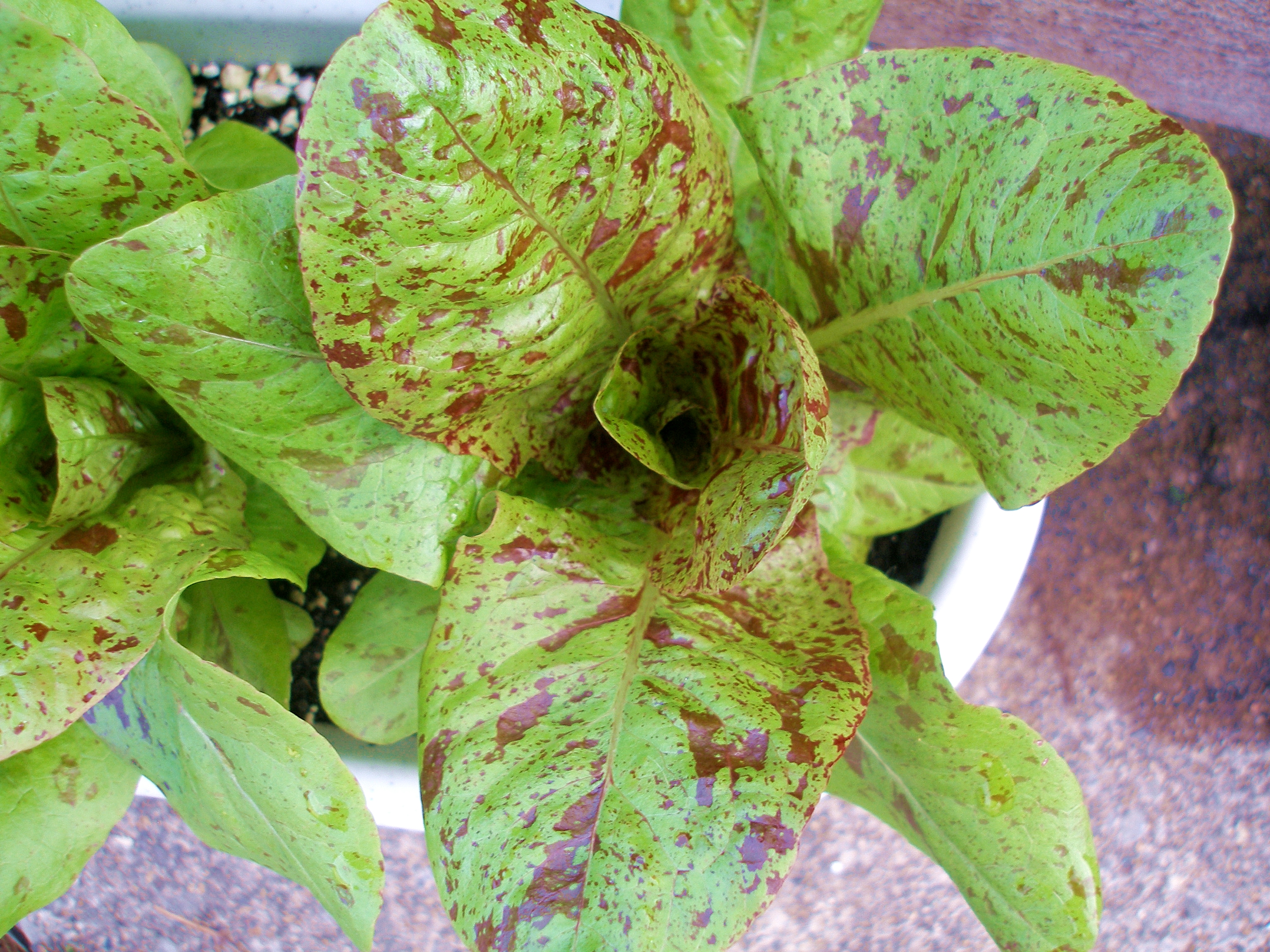 สลัด ฟรีคเคิล - Freckles Lettuce