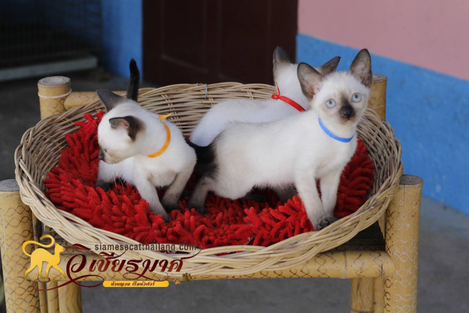 น้องแมว รุ่น 1-2/2565