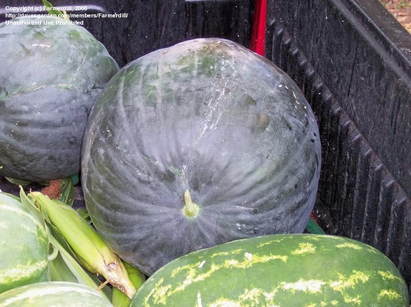 แตงโมแบล็คไดมอนด์ - Black Diamond Watermelon