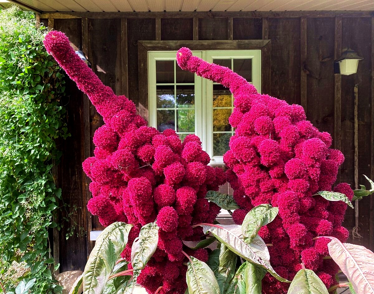 เมล็ดพันธุ์ อะมาแรนธ์หัวช้าง - Amaranth Elephant Heade Seed