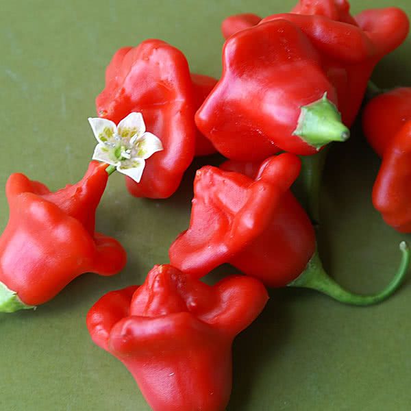 พริกมัสรูมแดง - Red Mushroom Pepper