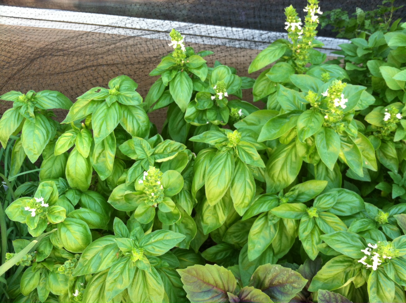 โหระพาใบใหญ่ - Italian Large Leaf Sweet Basil